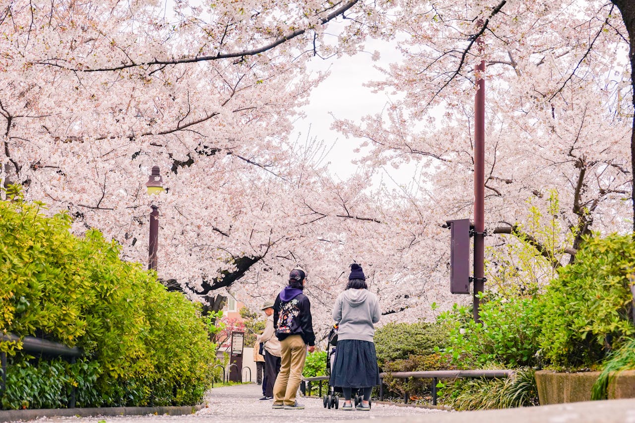 Cherry Blossom (Tokyo, Japan)
